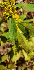Solidago hispida