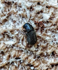 Polygraphus proximus