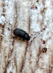 Polygraphus proximus