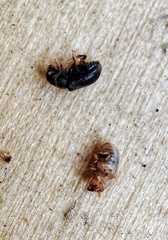 Polygraphus proximus