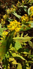 Solidago hispida