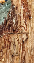 Polygraphus proximus