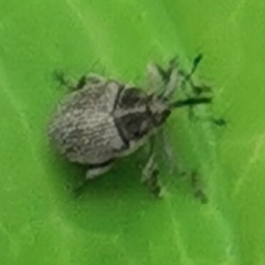 Ceutorhynchini