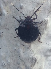 Antiteuchus tripterus