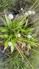 Eriocaulon