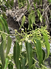 Vallesia glabra