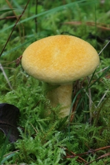 Suillus cavipes