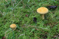 Suillus cavipes