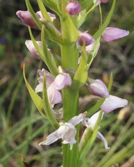 Gymnadenia
