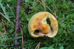 Suillus cavipes