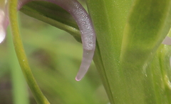 Gymnadenia