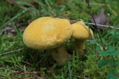 Suillus cavipes