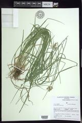 Carex molesta