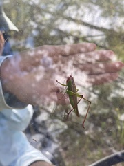 Orchelimum pulchellum