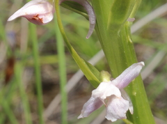 Gymnadenia