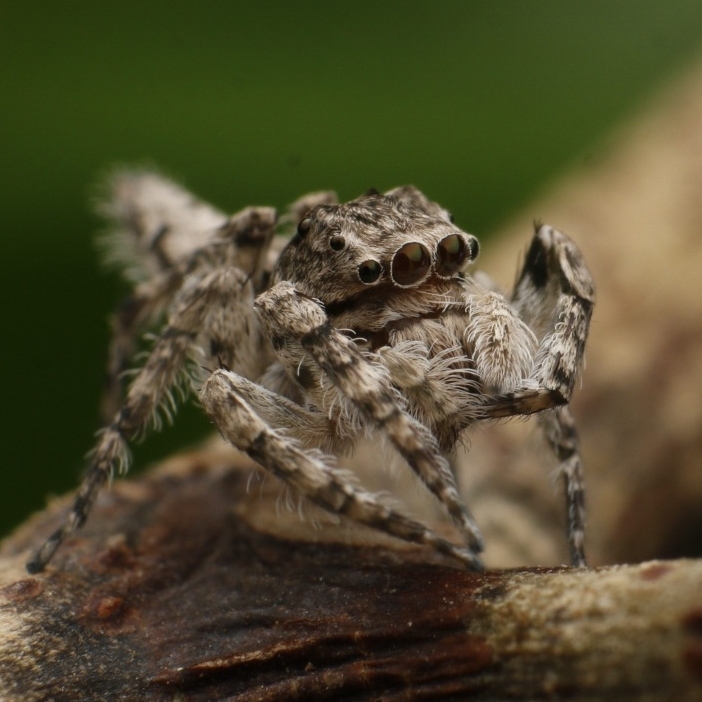 Cocalus lacinia