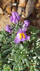 Linaria alpina