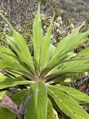 Echium pininana