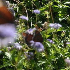Danaus