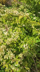 Viburnum plicatum
