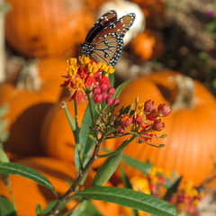 Danaus