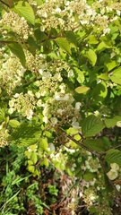 Viburnum plicatum