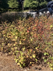 Physocarpus opulifolius