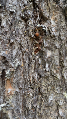 Cryptoporus volvatus