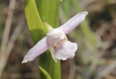 Gymnadenia