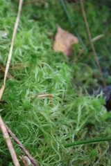 Sphagnum squarrosum