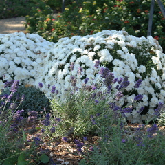 Chrysanthemum morifolium
