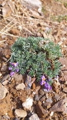 Linaria alpina