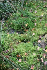 Sphagnum squarrosum