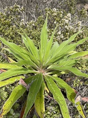 Echium pininana