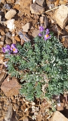 Linaria alpina