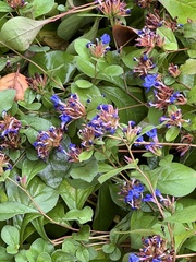 Ceratostigma plumbaginoides