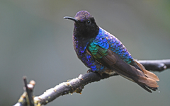 Boissonneaua jardini