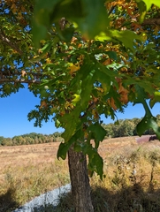 Quercus lyrata