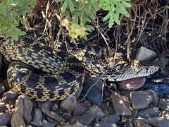 Pituophis catenifer affinis
