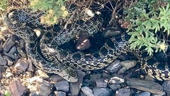 Pituophis catenifer affinis