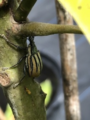 Diaprepes abbreviatus