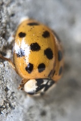 Harmonia axyridis
