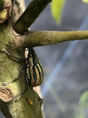 Diaprepes abbreviatus