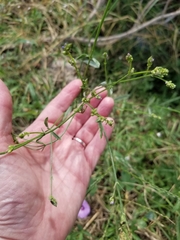 Verbena brasiliensis