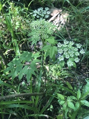 Cicuta mexicana
