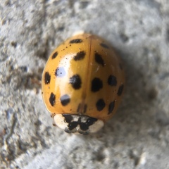 Harmonia axyridis