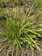 Carex frankii