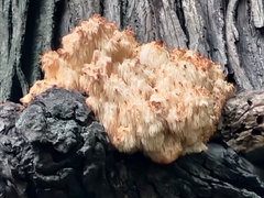 Hericium abietis
