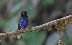 Boissonneaua jardini