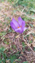Crocus nudiflorus